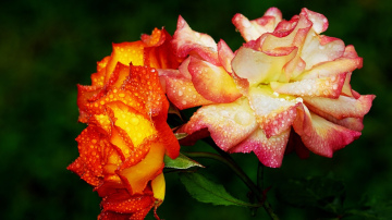 Eksperti ir nosaukuši labāko laiku rožu potēšanai: kā to izdarīt pareizi