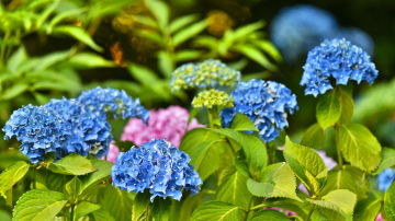 Kā glābt hortenzijas pēc salnām: praktiski soļi krūmu veselībai un ziedēšanai