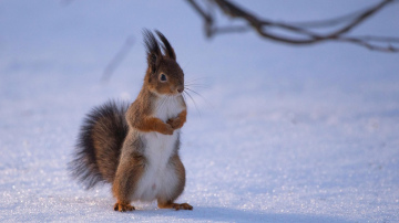 Horoskops 30. janvārim: Mežāžiem būs panākumi, Vērsim – atlīdzība