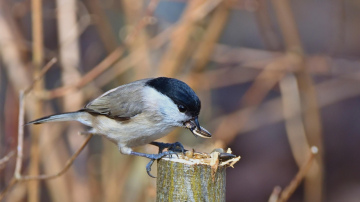 Horoskops 31. janvārim: Lauvai - patīkama tikšanās, Strēlniekam – pārpratums