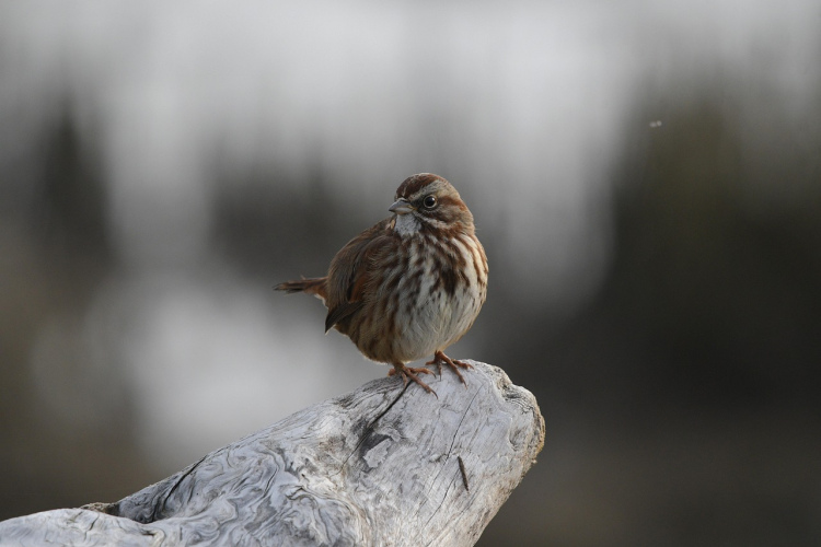 Horoskops rītdienai, 24. janvārim: Ūdensvīram - apvainojums, Aunam - negaidīta rīcība
