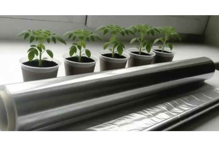 Alumīnija folija uz palodzes: vienkāršs paņēmiens spēcīgu stādu audzēšanai