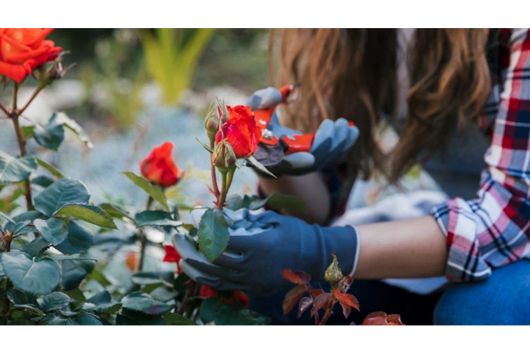 Kāpēc februāris ir piemērots laiks rožu spraudeņu sagatavošanai