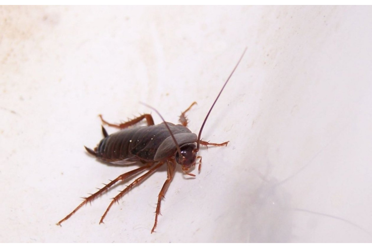 Prusaku apkarošana bez liekas ķīmijas: pārbaudīti paņēmieni un profilakse