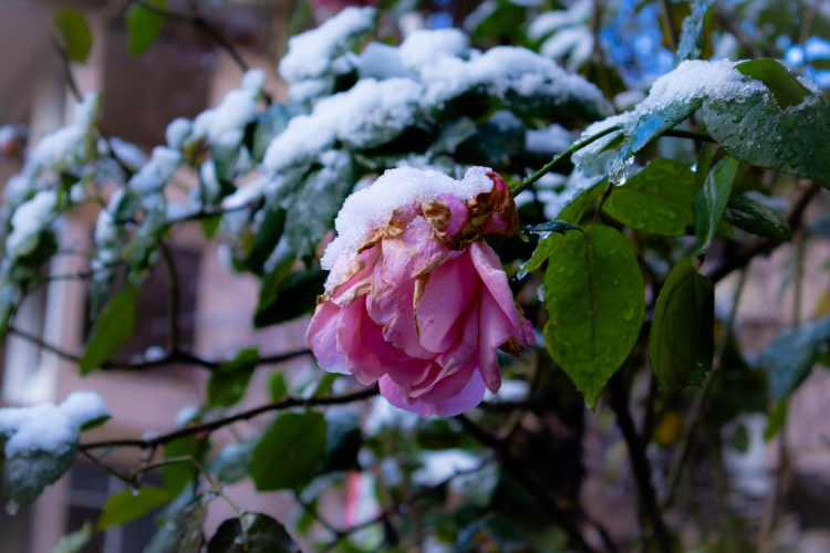 Rozes pārdzīvos stipras salnas: dārznieks nosauca visefektīvāko patvērumu