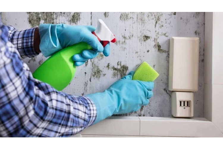 Divi galvenie soļi, lai atbrīvotos no pelējuma un pasargātu sienas