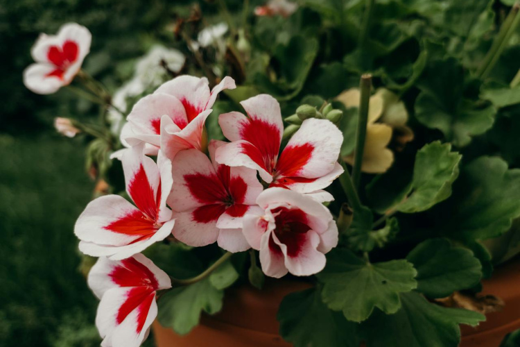 Pelargonija pavasarī ziedēs bagātīgi, ja pareizi barosiet to