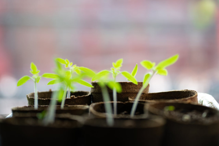 Sēšanas kalendārs 2026. gada februārim: labākās dienas stādu un ziedu sēšanai