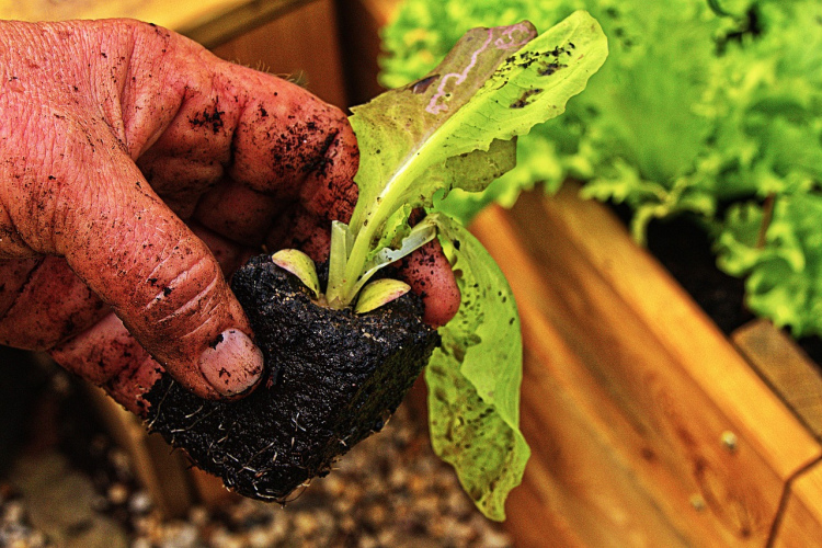 6 dārzeņi, kurus var iesēt janvārī: novāksiet agru ražu