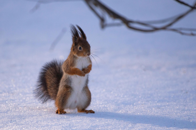 Horoskops 30. janvārim: Mežāžiem būs panākumi, Vērsim – atlīdzība