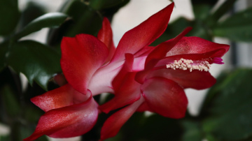 Divu sastāvdaļu mēslojums istabas augiem: kā veicināt augšanu ar rīsiem un raugu