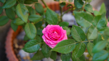 5 rozā istabas augi, kas padarīs jūsu māju patīkamāku un gaišāku