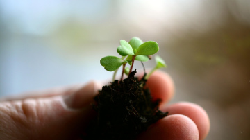 Šos ziedus var sēt un audzēt kā stādus jau februārī: pilns saraksts