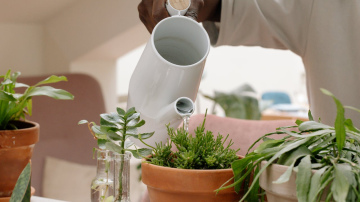 Kā saprast, ka esat pārlaistījis augus: galvenās pazīmes un padomi