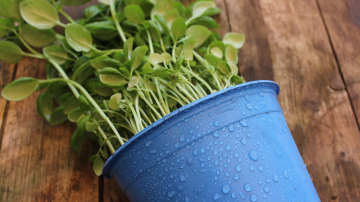 Stādi vairs neizstiepjas: mājās gatavots "kokteilis" padarīs tos treknus un stiprus