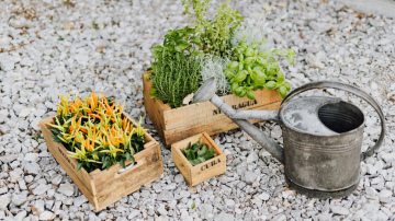 Mēness sējas kalendārs 2026. gada februārim: labākais laiks dārza plānošanai