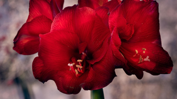 Amarillis var pārstāt augt nepietiekamas laistīšanas dēļ: kā pareizi rūpēties par ziedu