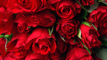 Rozes Valentīndienā: tradīcijas nozīme un piemērotākā ziedu skaita izvēls