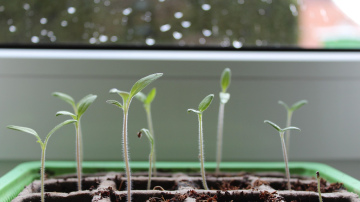 Stādi kļūst spēcīgāki: dārzniece atklāja savas vecmāmiņas metodes noslēpumu