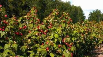 Aveņu audzēšanas pamati: no piemērotas vietas izvēles līdz bagātīgai ogu ražai