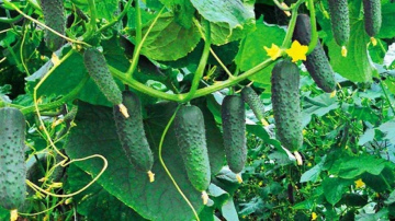 Gurķu stādīšanas vietas izvēle: kā nodrošināt stabilu ražu mainīgos apstākļos