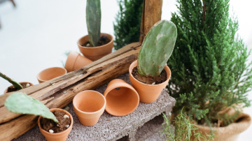 Ko darīt ar saplīsušiem podiem: septiņas atjautīgas idejas dārzam