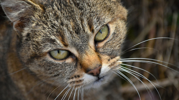 Kāpēc kaķis sāk izvairīties no saimnieka un kā atgūt mīluļa uzticību