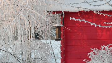 Koku un krūmu mēslošana: kāpēc pieredzējuši dārznieki to dara ziemā