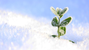 Dārzniecības eksperts pastāstīja, kā atjaunot dārzu pēc salnām