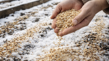 Augsnes sagatavošana jaunajai sezonai: ko izkaisīt uz sniega februāra beigās, lai uzlabotu ražu