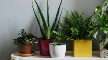 Istabas augi, kas piemēroti tumšiem stūriem: sugas, kurām nav vajadzīga tieša gaisma