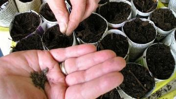 Dārzeņu sēšanas kalendārs 2026. gadam: plānošana un termiņi