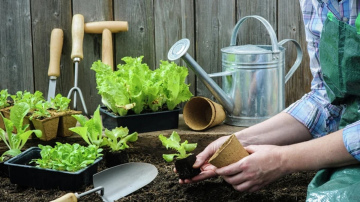 Darbi dārzā un siltumnīcā februārī: kas jāpaveic līdz pavasara sākumam