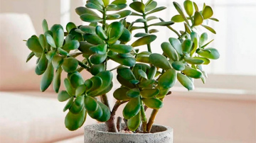 Kā kopt naudas koku: nosacījumi veselīga auga audzēšanai