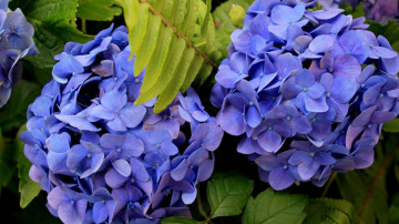 Hortenziju sagatavošana jaunajai sezonai un pavasara darbi dārzā