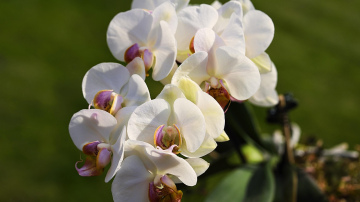 Tomāti dārga mēslojuma vietā: vienkārša recepte, kas atdzīvinās jūsu orhideju