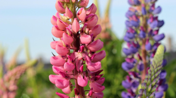 Iestādiet lupīnu savā dārzā: augi izaugs divreiz lielāki