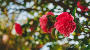 Ar šo produktu rozes ziedēs krāšņāk: kā Epsoma sāls palīdz dārzam