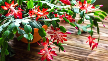 Ziemassvētku kaktusa kopšana pēc ziedēšanas: 7 darbi, kas veicami februārī