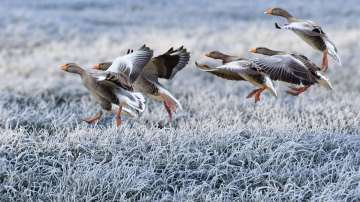 Horoskops 19. februārim: Dvīņiem - dāvana, Jaunavai – pārdomas