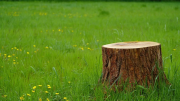 Koku celmu likvidēšana dārzā un 4 piemērotākās metodes to izņemšanai