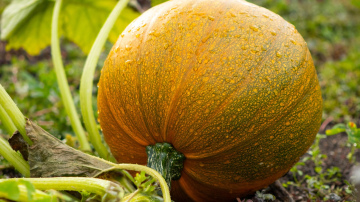 Harmonijas noslēpums dobēs: ko stādīt kopā un kas var sabojāt ražu