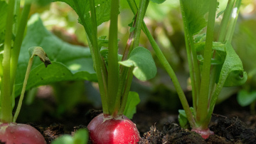 Iestādiet šos 5 augus blakus redīsiem: jūs novāksiet spaiņiem redīsu