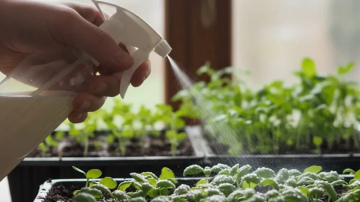 Kā piens palīdz pasargāt jaunos stādus no kaitēm un stiprina to izturību: šī senā metode joprojām ir dārznieku izvēle
