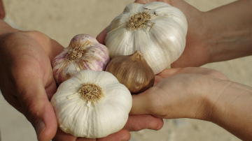 Ķiploku galviņas izaugs dūres lielumā: iestādiet šos 5 augus tuvumā