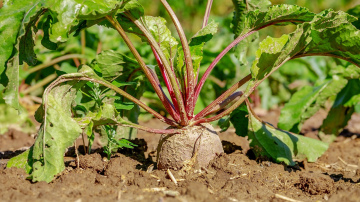 Dārznieki dalās pieredzē, kādus augus jums vajadzētu stādīt blakus bietēm, lai iegūtu lielu ražu