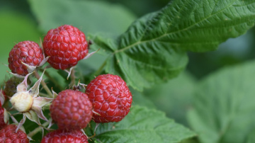 Kāpēc aveņu, ērkšķogu un jāņogu krūmi dārzā nīkuļo un kā to labot