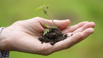 Sēšanas kalendārs 2026. gada martam: precīzi sēšanas un stādīšanas datumi