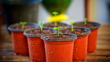 Pirmā stādu barošana - kā nesabojāt ražu un stiprināt saknes