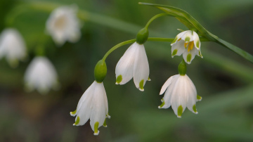 Pirmā pavasara diena: kā sagaidīt 2026. gada 1. martu